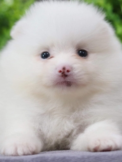 ปอมเมอเรเนียน เพศผู้