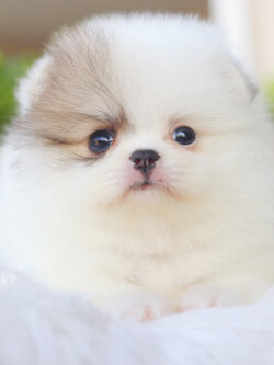 ปอมเมอเรเนียน เพศเมีย สีแฟนซี