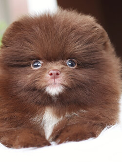 ปอมเมอเรเนียน เพศผู้สีช็อค เกรดโชว์