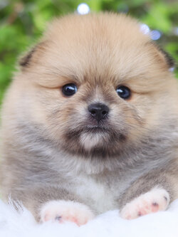 ปอมเมอเรเนียน เพศผู้ สีส้ม