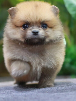 ปอมเมอเรเนียน เพศผู้