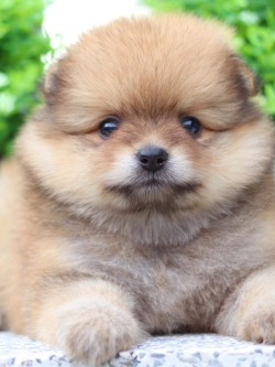 ปอมเมอเรเนียน เพศเมีย