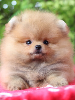 ปอมเมอเรเนียน เพศผู้สีส้ม เกรดโชว์