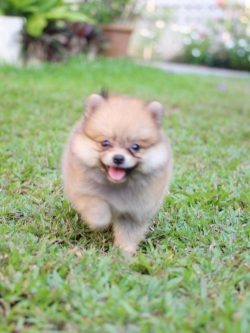 ปอมเมอเรเนียน เพศเมีย