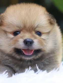 ปอมเมอเรเนียน เพศผู้สีส้มหน้าฟ็อก