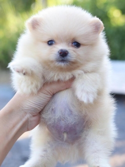 ปอมเมอเรเนียน เพศผู้