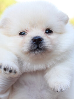 ปอมเมอเรเนียน เพศผู้