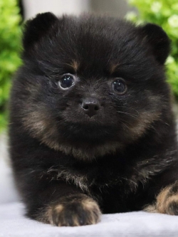 ปอมเมอเรเนียน เพศเมีย