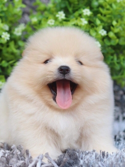 ปอมเมอเรเนียน เพศเมีย