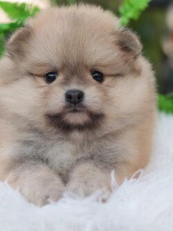 ปอมเมอเรเนียน เพศผู้ สีส้ม