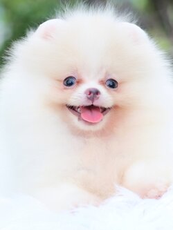 ปอมเมอเรเนียน เพศผู้สีขาวครีม