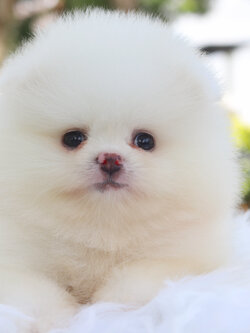 ปอมเมอเรเนียน เพศผู้สีขาวครีม