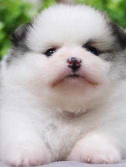 ปอมเมอเรเนียน เพศเมีย