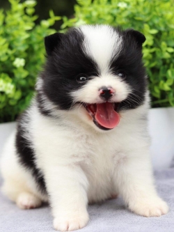 ปอมเมอเรเนียน เพศผู้ปาตี้