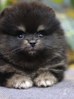 ปอมเมอเรเนียน เพศผู้ แบล็คแทน