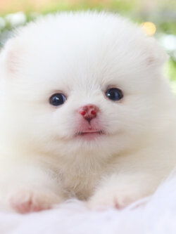 ปอมเมอเรเนียน เพศเมียสีขาวครีม