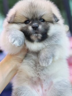 ปอมเมอเรเนียน เพศเมียสีส้ม