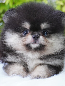 ปอมเมอเรเนียน เพศผู้สีแบล็คแทน