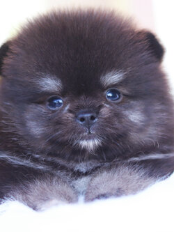 ปอมเมอเรเนียน เพศผู้ สีแบล็คแทน