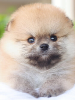 ปอมเมอเรเนียน เพศผู้สีส้ม