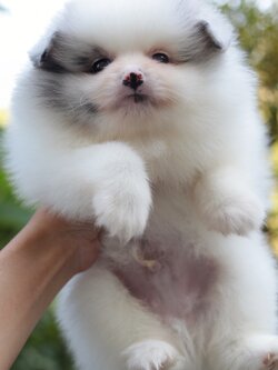 ปอมเมอเรเนียน เพศผู้ปาร์ตี้ เมอร์เร่ หน้าฟ็อก