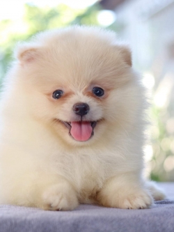 ปอมเมอเรเนียน เพศผู้