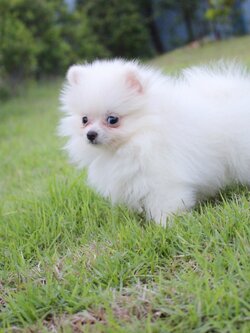 ปอมเมอเรเนียน เพศเมียสีขาวครีม