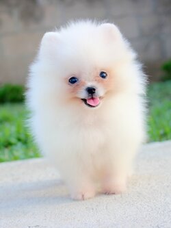 ปอมเมอเรเนียน เพศเมียสีขาวครีม ไซด์ทีคัพ