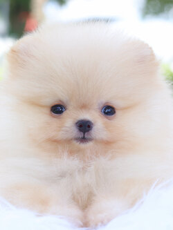 ปอมเมอเรเนียน เพศเมียสีครีม เกรดโชว์