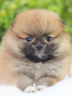 ปอมเมอเรเนียน เพศเมียสีส้ม