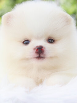 ปอมเมอเรเนียน เพศผู้สีขาวครีม