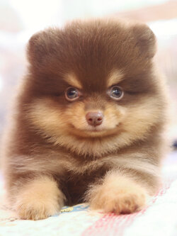 ปอมเมอเรเนียน เพศเมียสีช็อคแทน