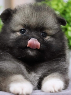 ปอมเมอเรเนียน เพศผู้