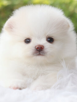 ปอมเมอเรเนียน เพศเมียสีขาวครีม