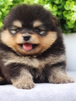 ปอมเมอเรเนียน เพศเมีย