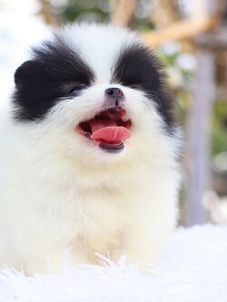 ปอมเมอเรเนียน เพศผู้ สีแพนด้า น่ารักหน้าแมวมาก