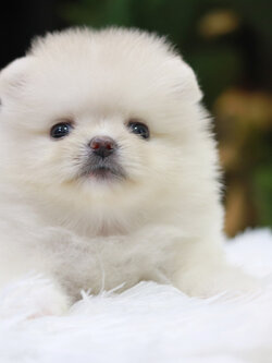 ปอมเมอเรเนียน เพศเมียขาวครีม