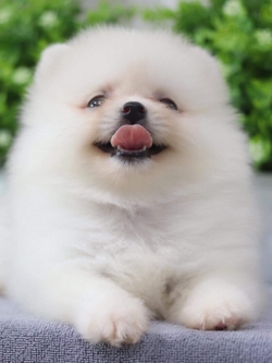 ปอมเมอเรเนียน เพศเมีย