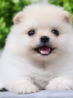 ปอมเมอเรเนียน เพศผู้