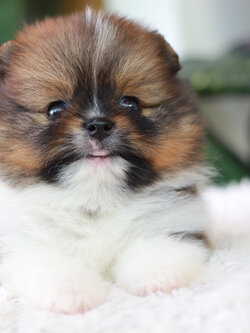 ปอมเมอเรเนียน เพศผู้ สีแฟนซี หน้าตุ๊กตา