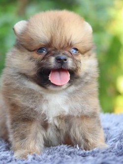 ปอมเมอเรเนียน เพศผู้