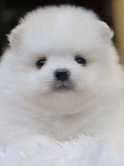 ปอมเมอเรเนียน เพศผู้ขาว