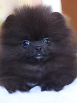 ปอมเมอเรเนียน เพศเมีย สีดำ