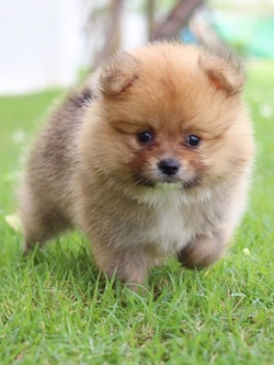 ปอมเมอเรเนียน เพศผู้