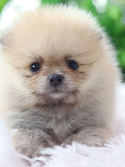 ปอมเมอเรเนียน เพศผู้สีส้ม ไซส์เล็ก