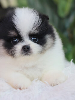 ปอมเมอเรเนียน เพศผู้ สีแฟนซี