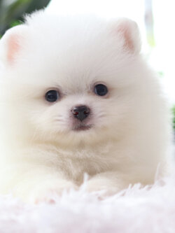 ปอมเมอเรเนียน เพศผู้สีขาวครีม