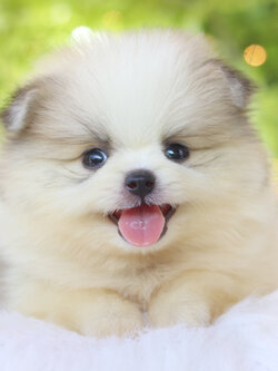 ปอมเมอเรเนียน เพศผู้สีแฟนซี