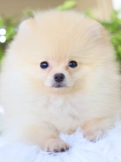 ปอมเมอเรเนียน เพศผู้ สีครีม