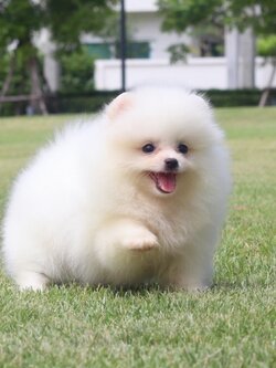 ปอมเมอเรเนียน เพศเมียสีขาวครีม